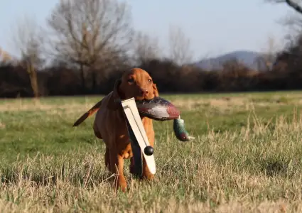 Kurzhaariger Ungarischer Vorstehhund - Pörgelóci Bugatti