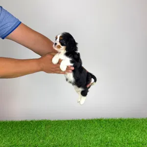 Cavalier King Charles spániel - Minnie
