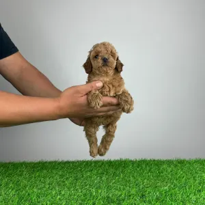 Poodle Miniature - Sunny