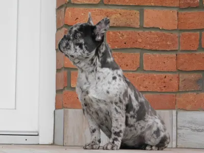 French Bulldog - Eliza 