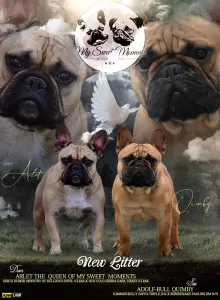 Francia bulldog - My Sweet Moments