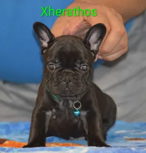 French Bulldog - Xherathos