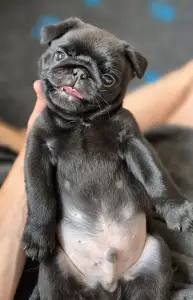 Pug - Key West