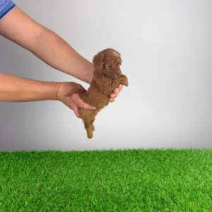 Poodle Miniature - Livio