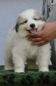 Pyrenean Mountain Dog - Candybelldream Eddy