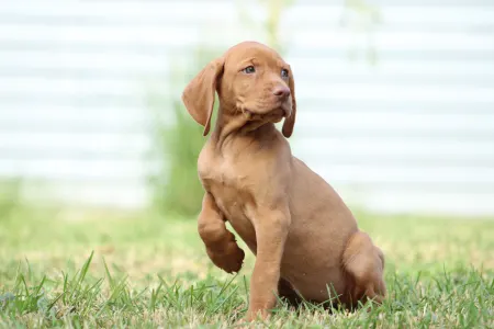 Hungarian Short-haired Vizsla - Rebeka