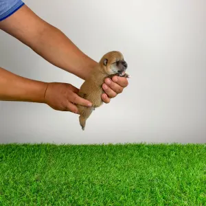 Shiba Inu - Taiyo