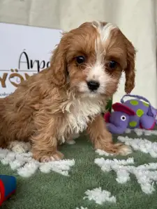 Cavapoo - Bella