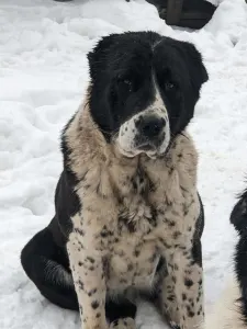 Central Asia Shepherd Dog - Vagiza Iz Zamka Larisi