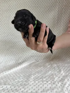 Portugalský vodní pes - Brandon