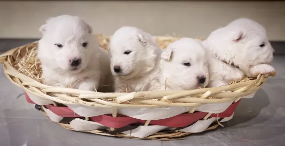 Samoyed - White Velvet Ears Annabell