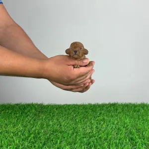 Poodle Toy - Jozzy