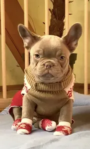 Francouzský buldoček - Steel Wing Bullz Mylo