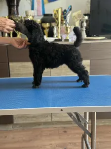 Poodle Standard - Silver Female