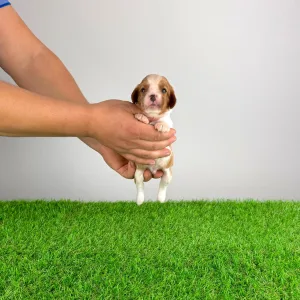 Cavalier King Charles Spaniel - Dorritos