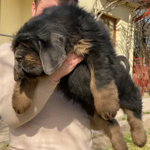 Tibetan Mastiff - Atlas