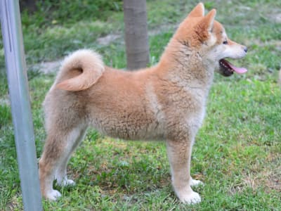 Shiba - Fornax