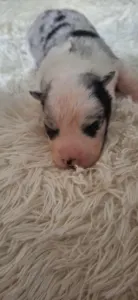 Border Collie - Seychelle