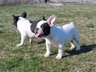 Bouledogue français - Ice Bear