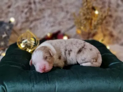 Australský ovčák - Dumuzi