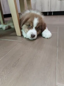 Berger australien - Caramel Frappe 