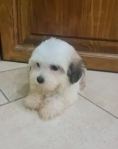 Havanese - Tara