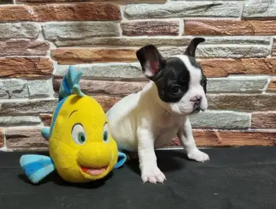 Bulldog francez - Ibra
