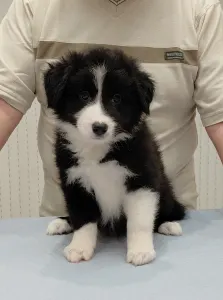 Border Collie - Rubin