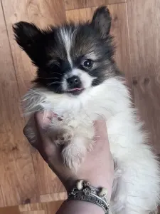 Papillon - Antoanette