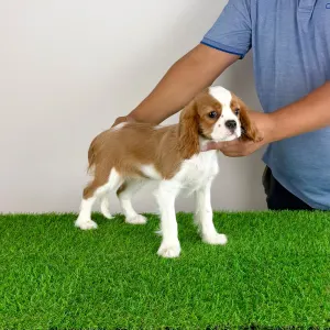 Cavalier King Charles Spaniel - Orbin