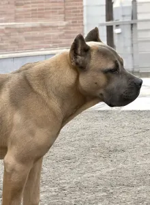 Cane Corso Italiano - Timoniere Quintiliano