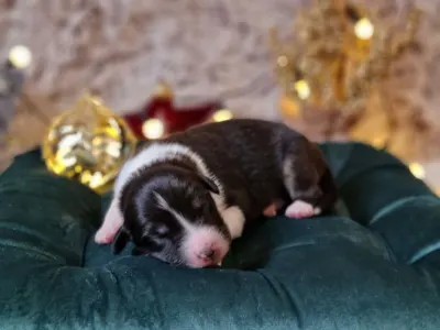 Australský ovčák - Delwyn