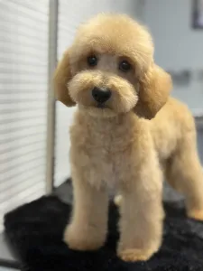 Cavapoo - Nóra