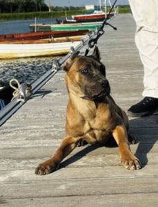 Cane Corso Italiano - Cappucino