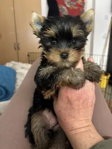 Yorkshire Terrier - Helga