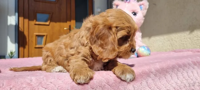 Cavapoo - Gofri