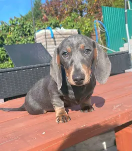 Dachshund - Oliver