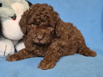 Cavapoo - Milka