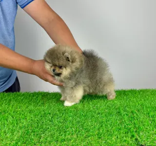 German Pomeranian Spitz - Fee