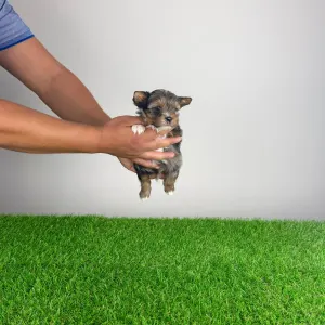 Yorkshire Terrier - Barry