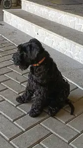 Kerry Blue Terrier - Badacsonyalja Daire Blue Pride