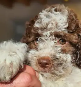 Romagna Water Dog - Aurora