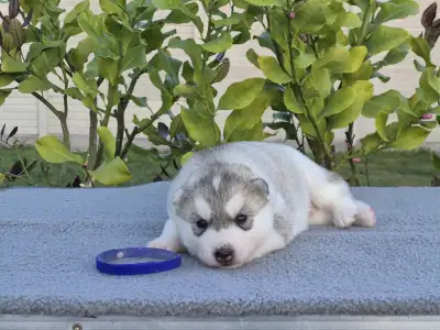 Szibériai husky - Blue Boy
