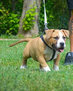 American Bully - Pocket - Artur