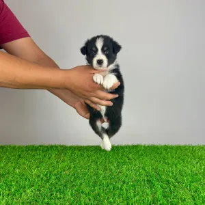 Australian Shepherd - Vox