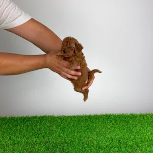 Poodle Toy - Xixo