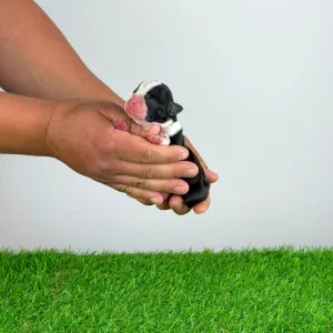 Boston Terrier - Koralle