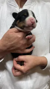 Entlebucher - Gonzo Helvétsky Priateľ 