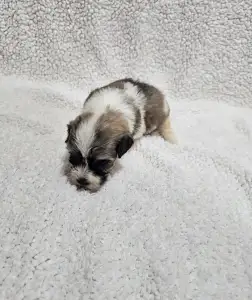Bichon havanais - Milo