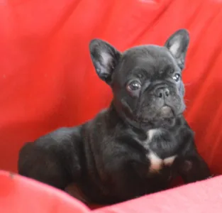 Bouledogue français - Daisy